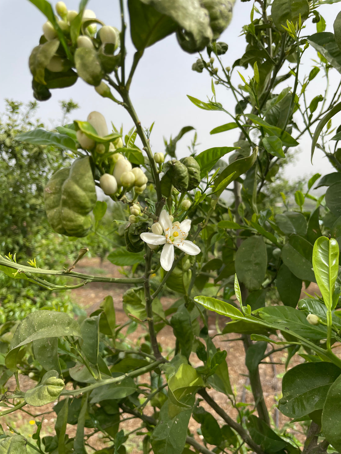 Bitter orange trees flowering in South Lebanon