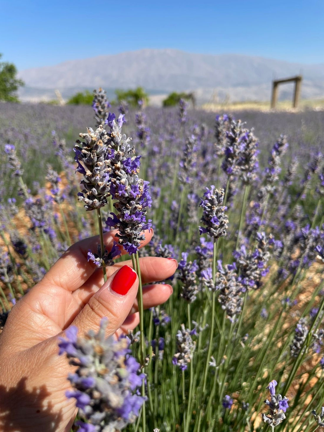 Lady Lavender, Lebanon's new love