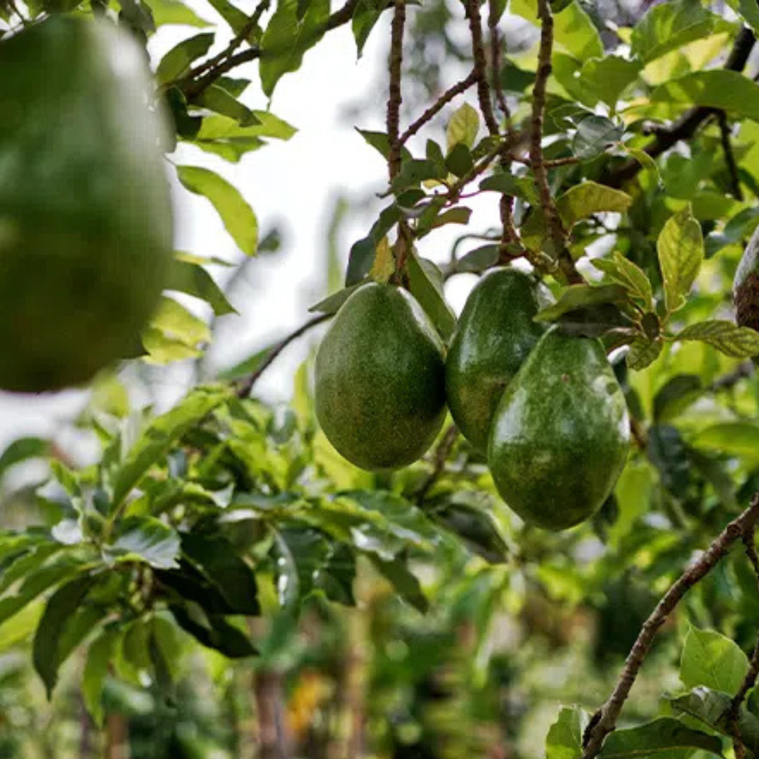 Avocado Oil Organic