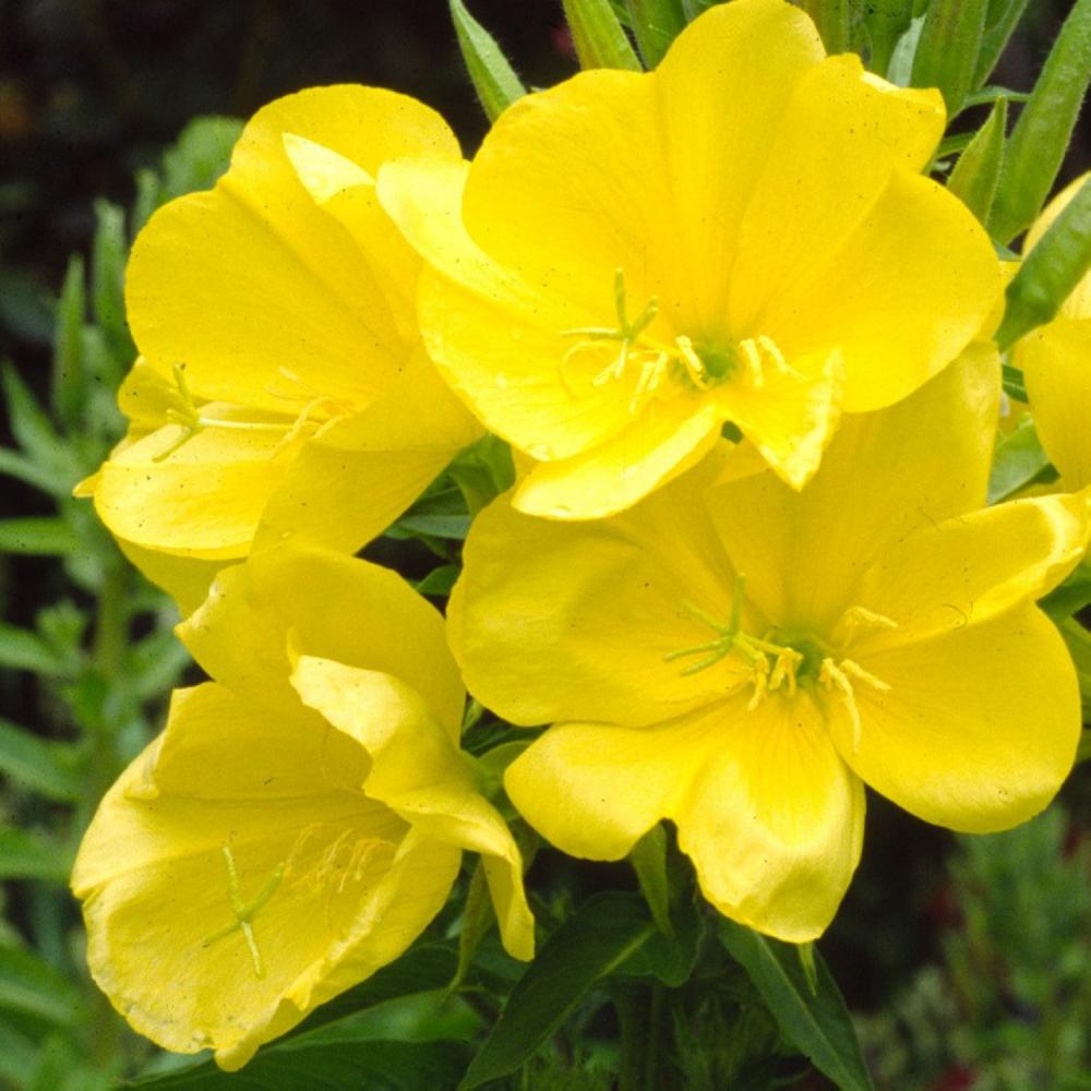 Evening Primrose Oil Virgin Organic