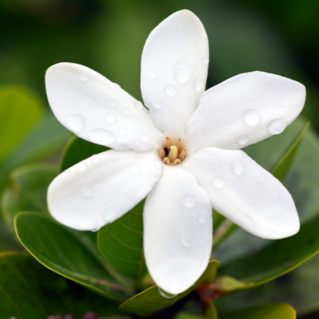 Natural Monoi Oil of Tahiti