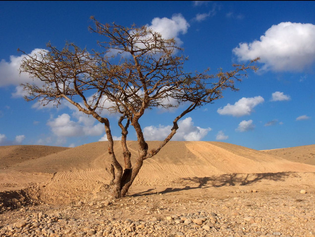 Olibanum or Frankincense, and Lebanon