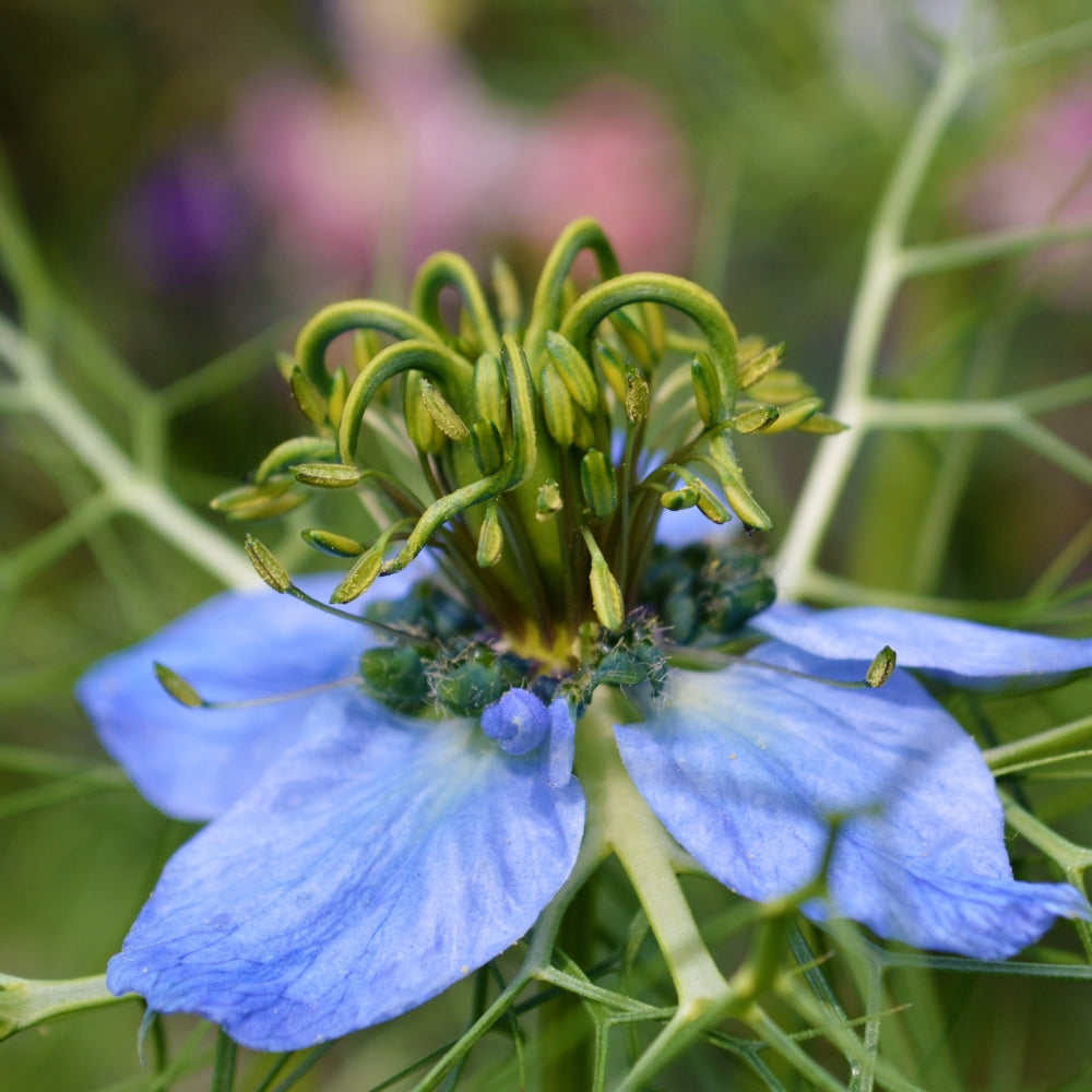 Nigella (Black Cumin Seed) Oil