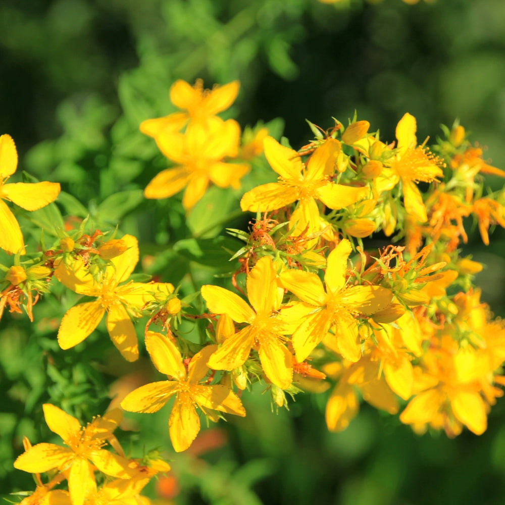 St John's Wort Oil Organic