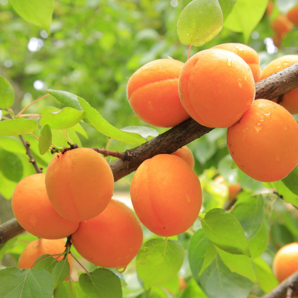 Apricot Kernel Oil Organic