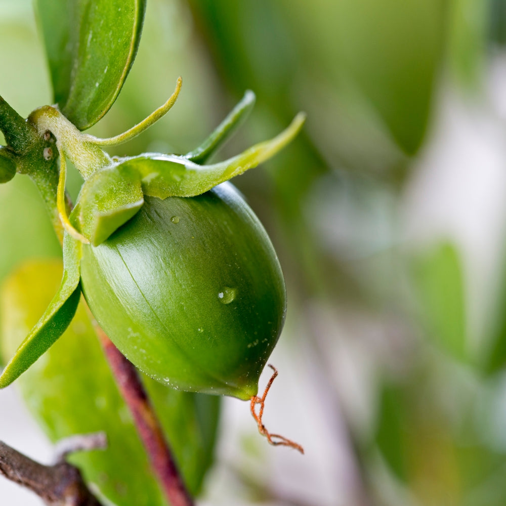 Jojoba Oil