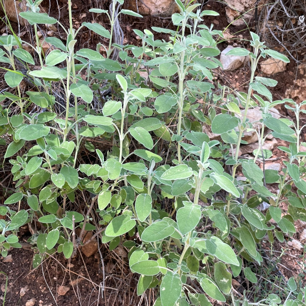 Lebanese Sage