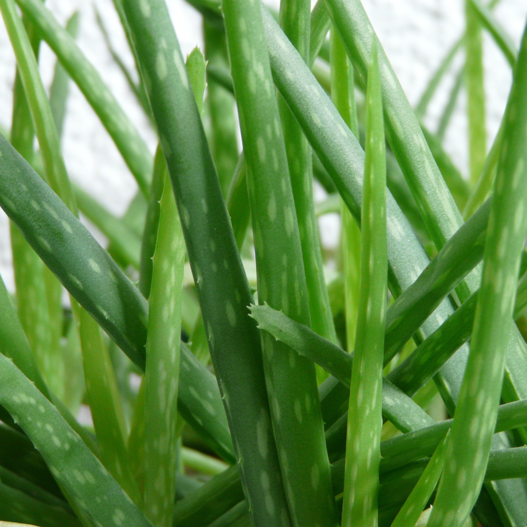 Aloe Vera Gel 99% Natural