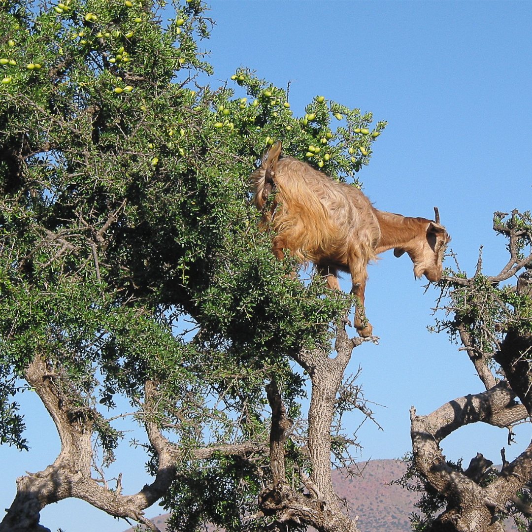 Argan Oil Organic