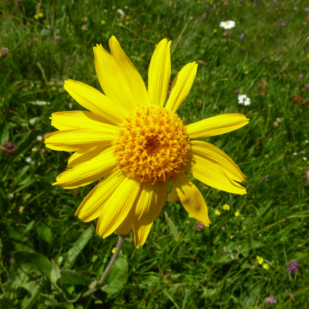 Arnica Herbal Oil