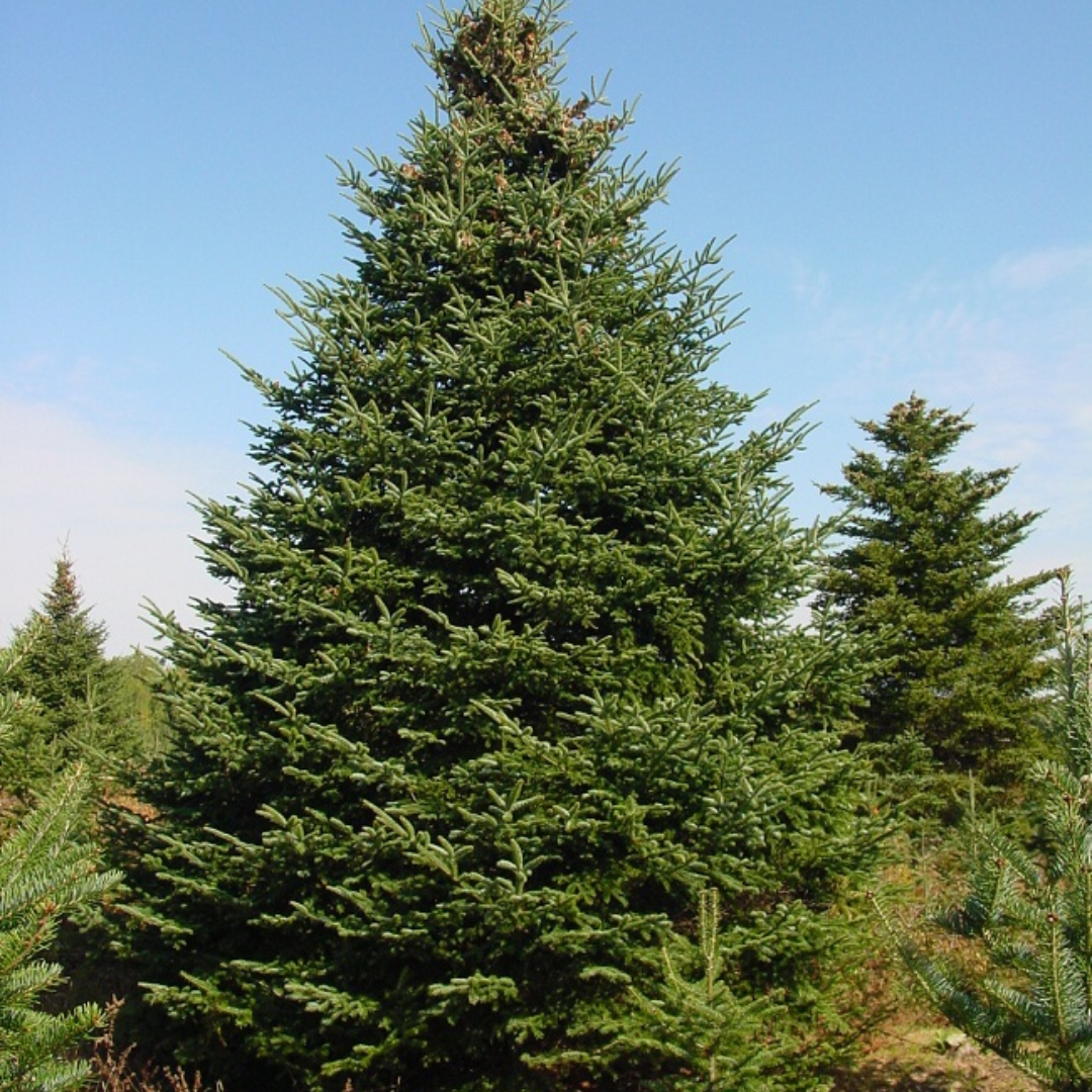 Balsam Fir Organic