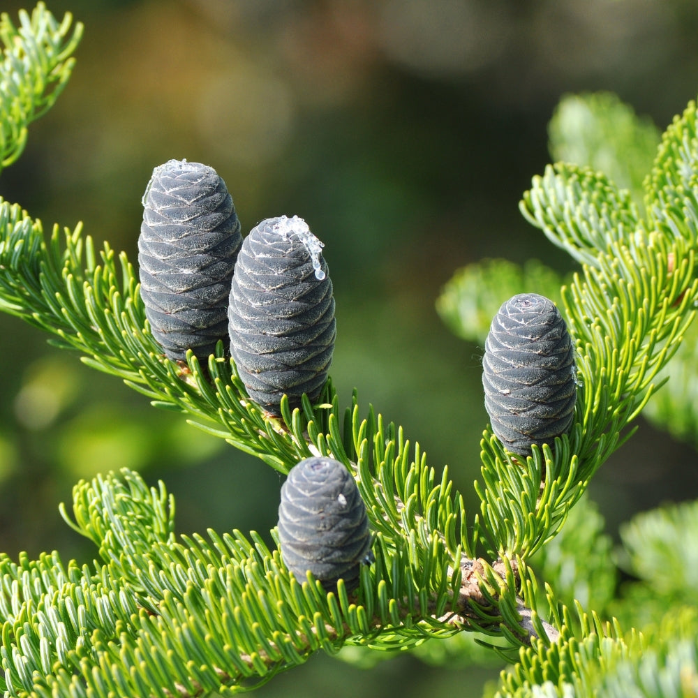 Black Spruce Organic