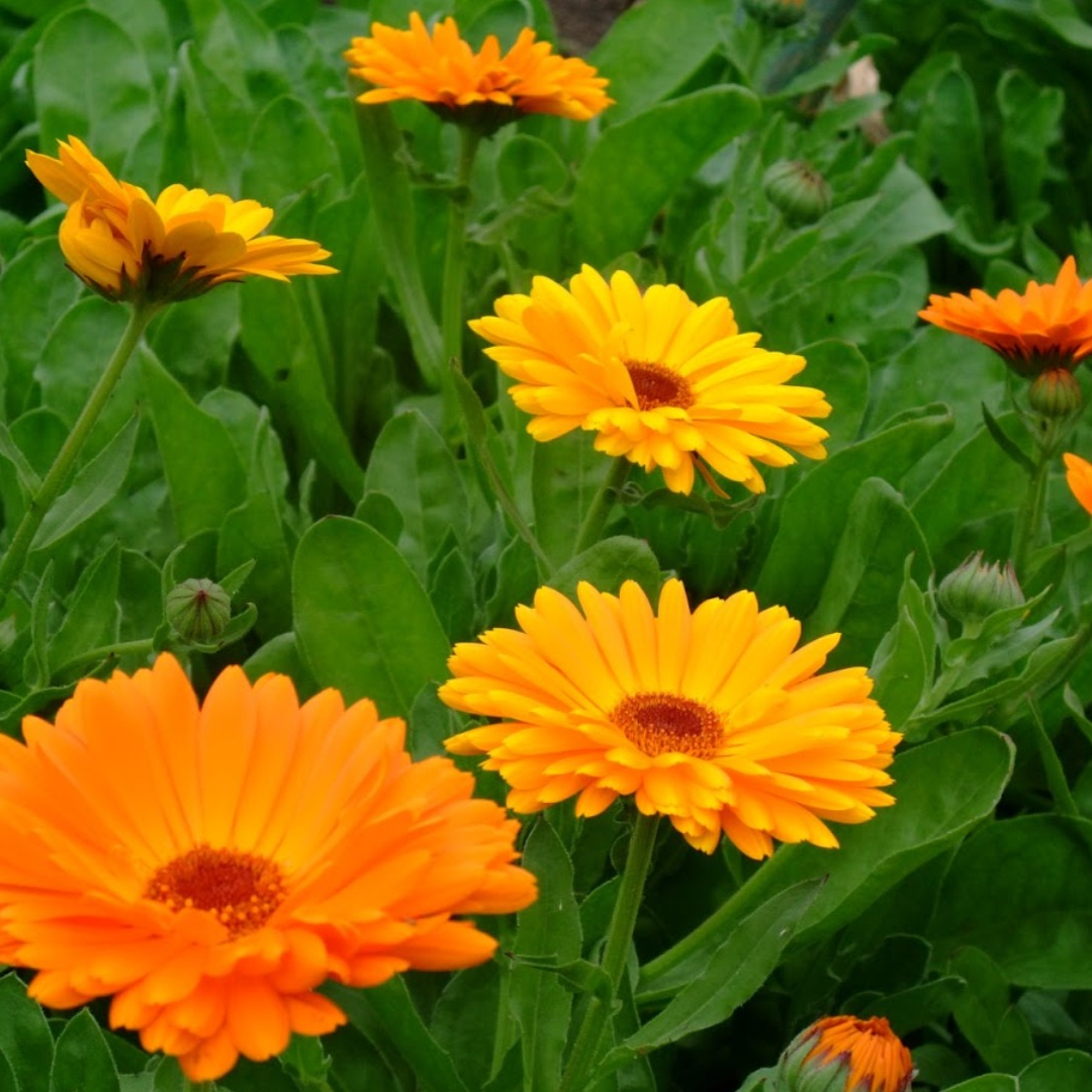 Calendula Heral Oil Organic