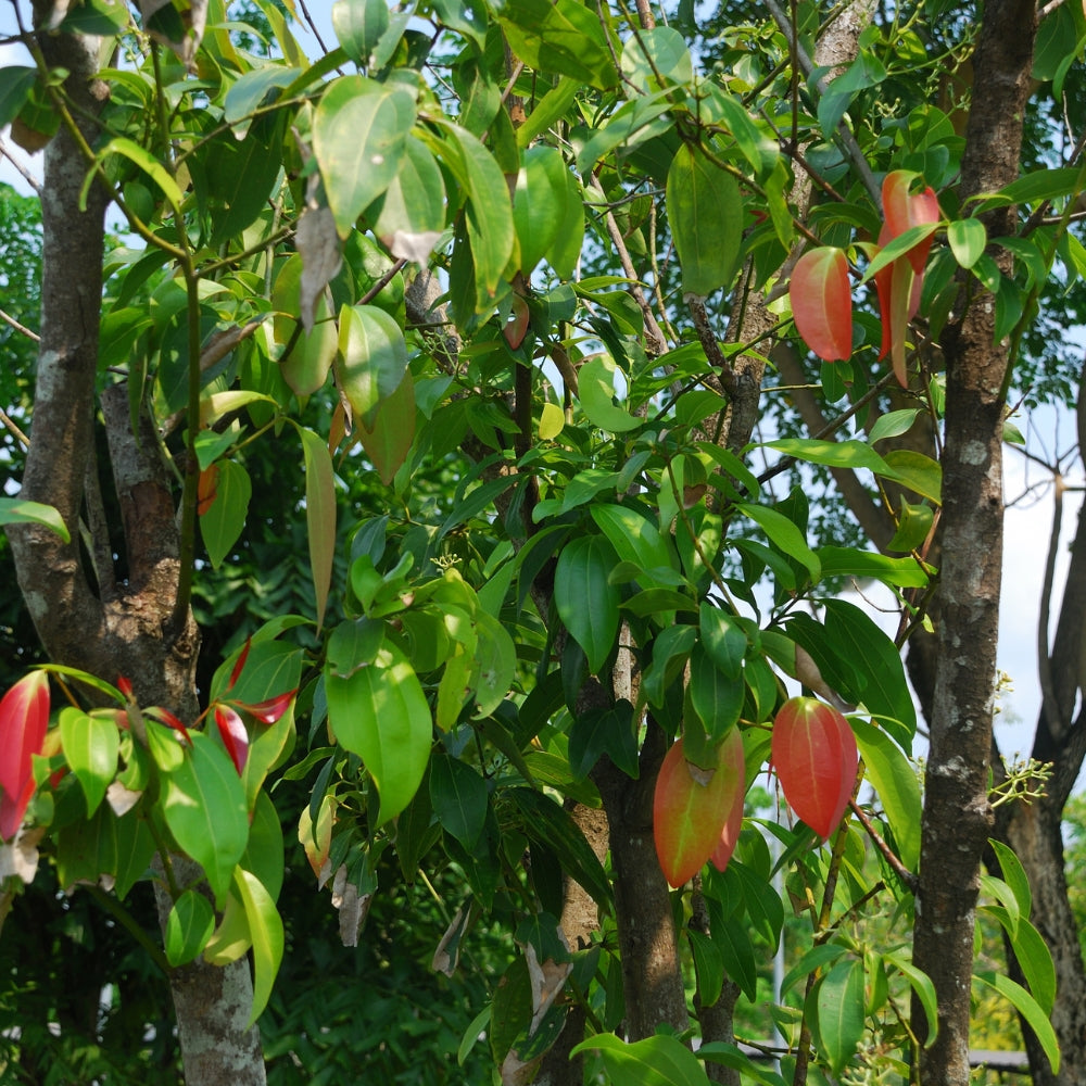 Cinnamon Leaf Organic