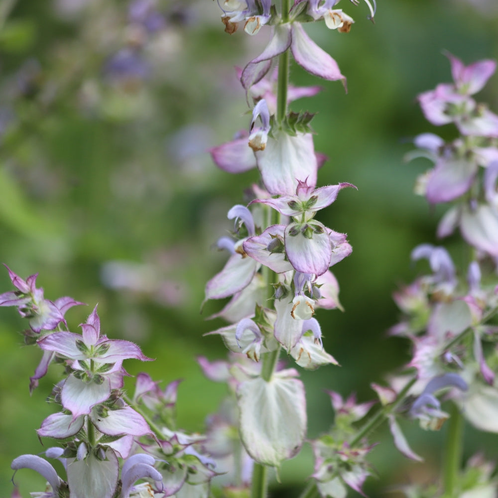 Clary Sage Organic