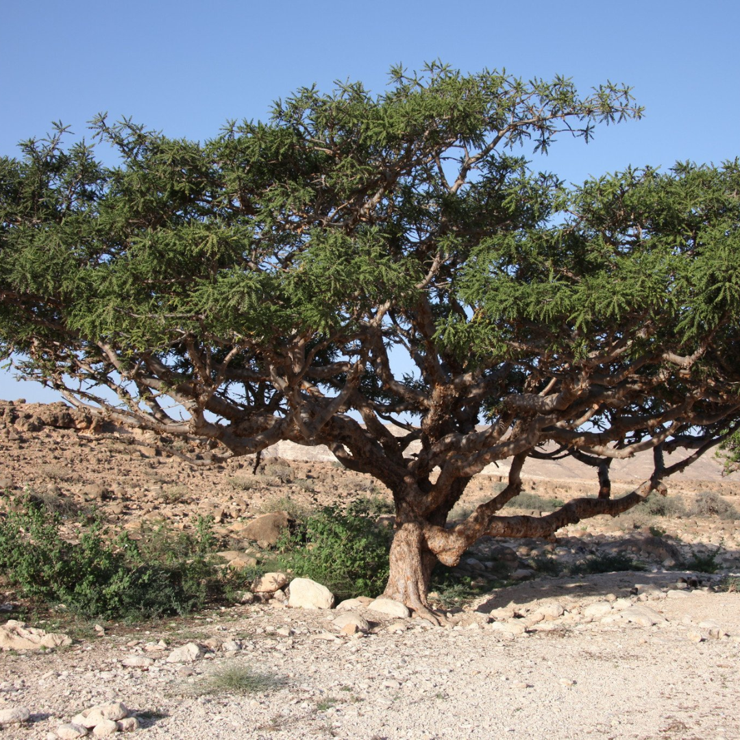 Frankincense Organic