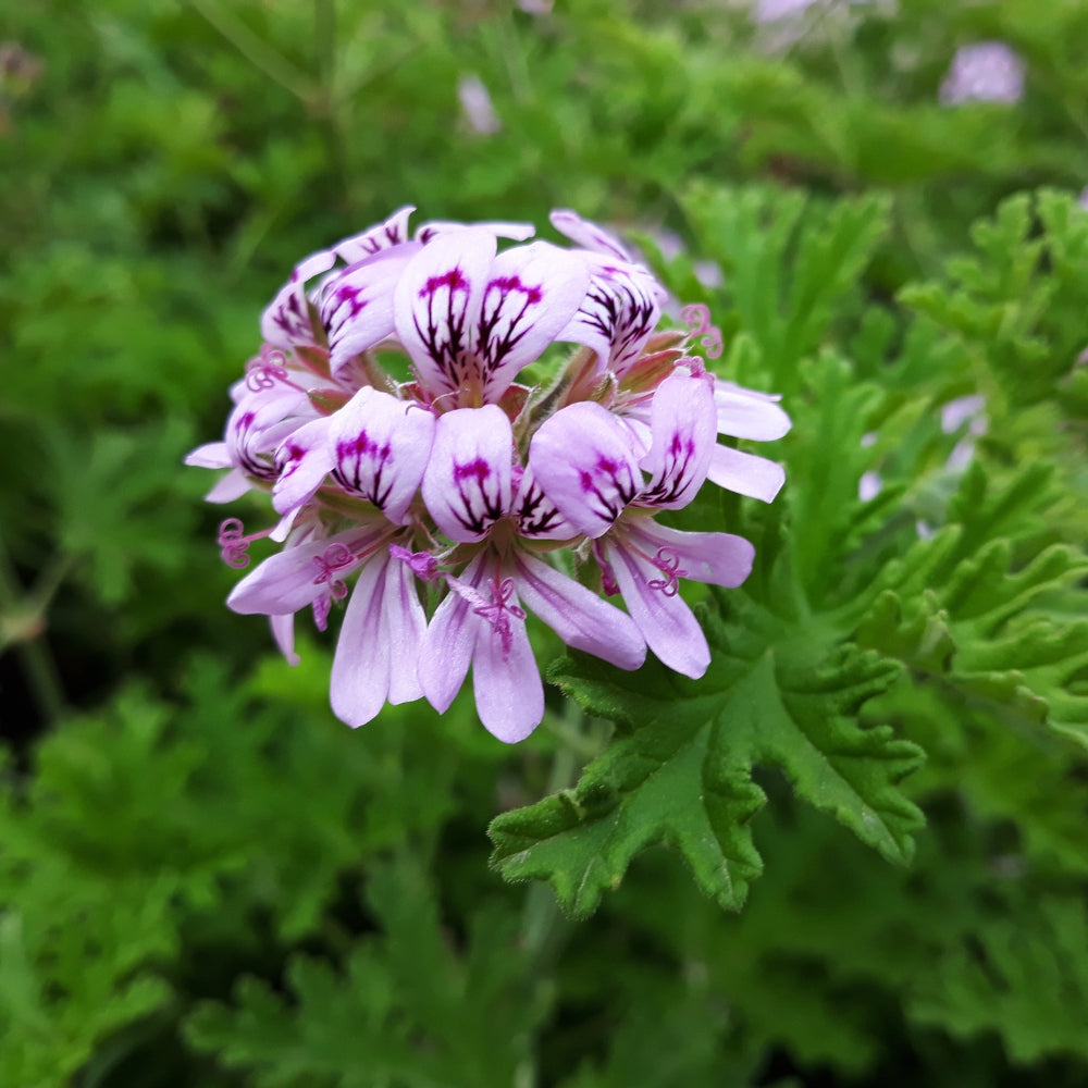 Geranium Organic