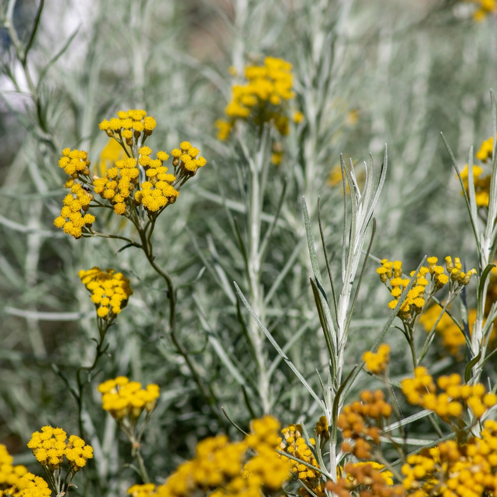 Helichrysum Organic