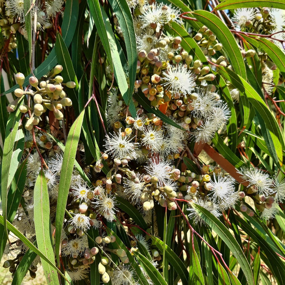 Lemon Eucalyptus Organic