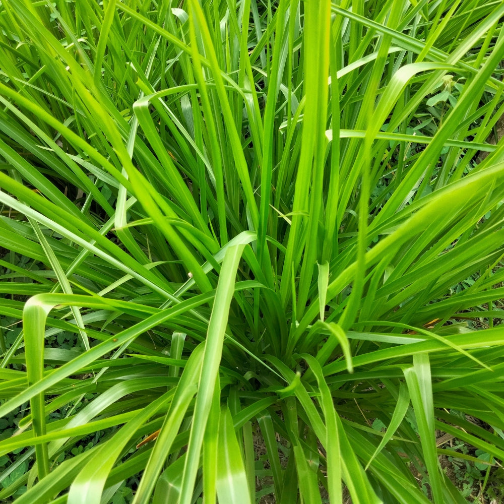 Lemongrass Organic