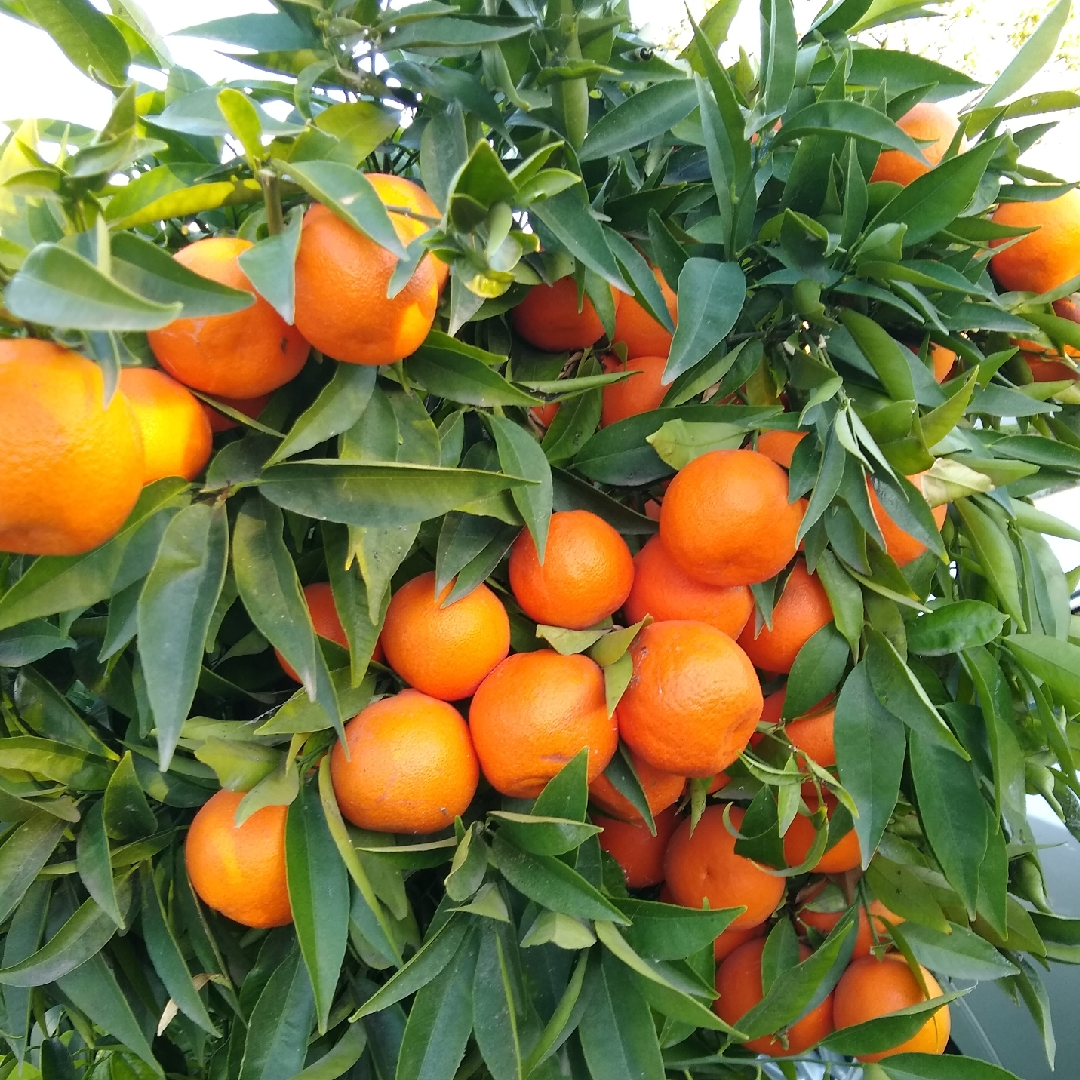 Mandarin Organic