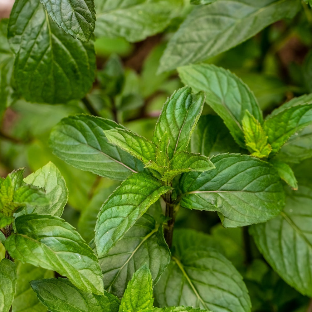 Greek Peppermint