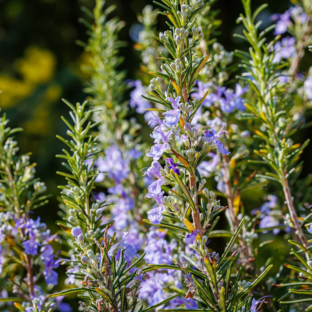 Greek Rosemary Cineol