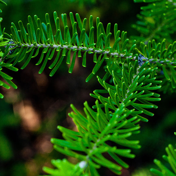 Balsam Fir Organic