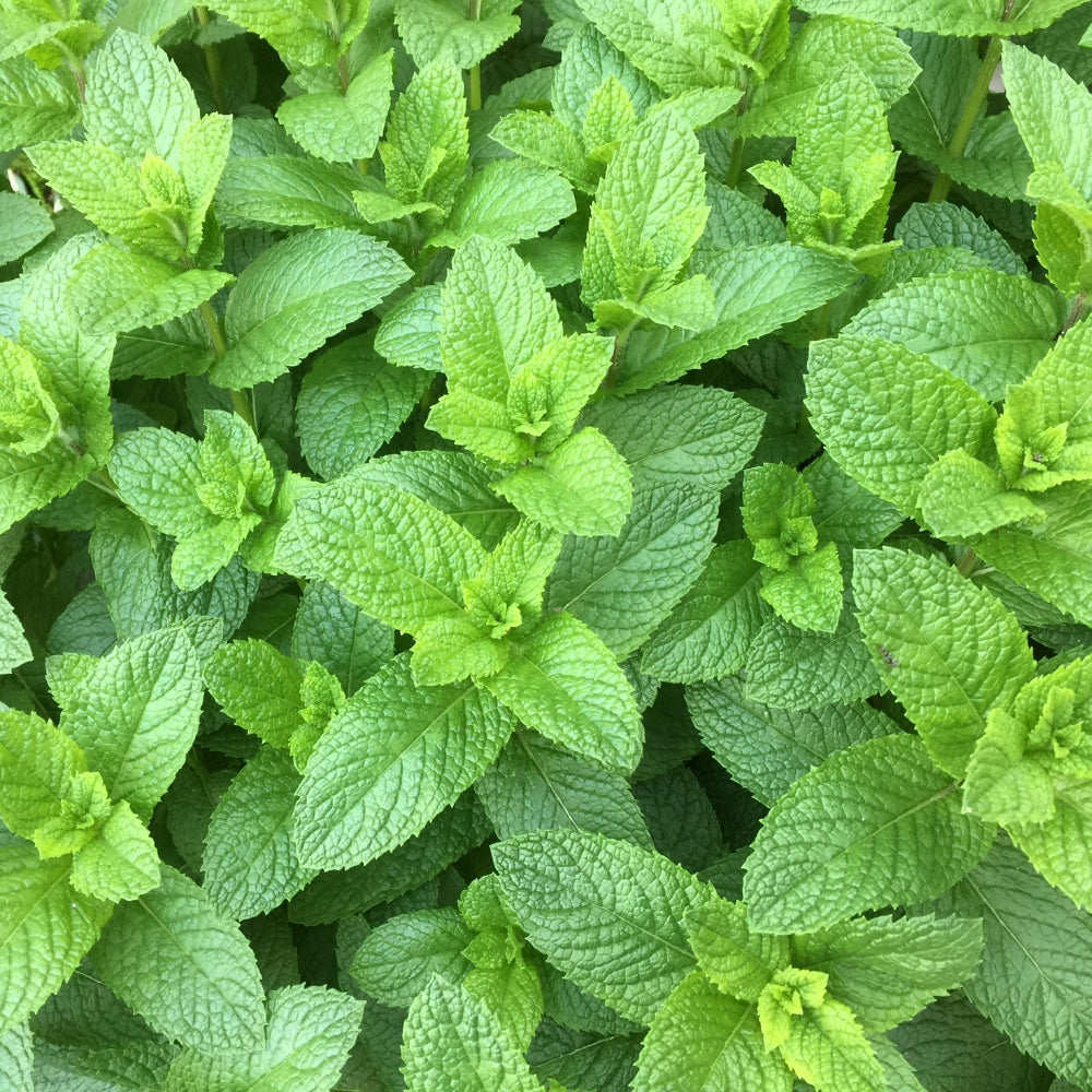 Spearmint Organic