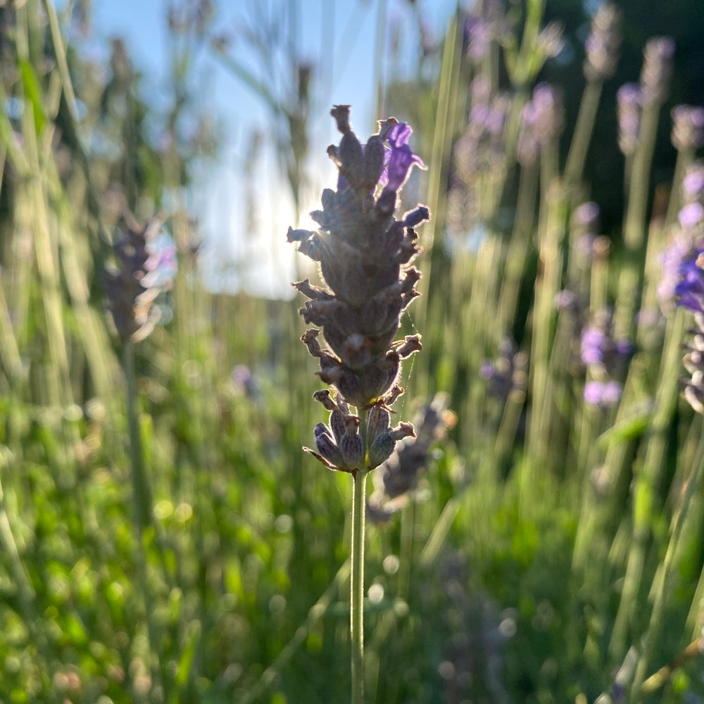 Spike Lavender Organic