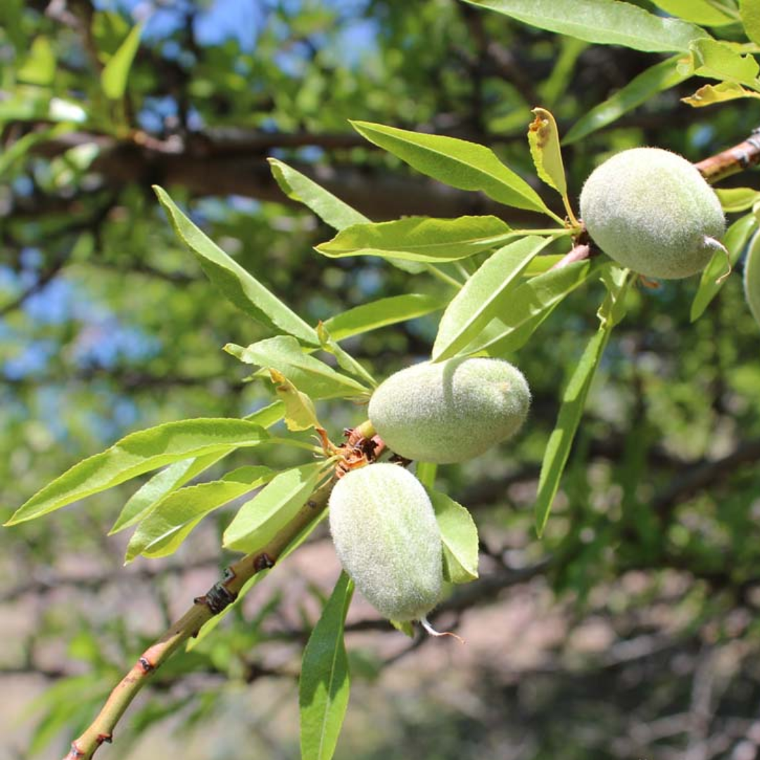 Sweet Almond Oil Organic