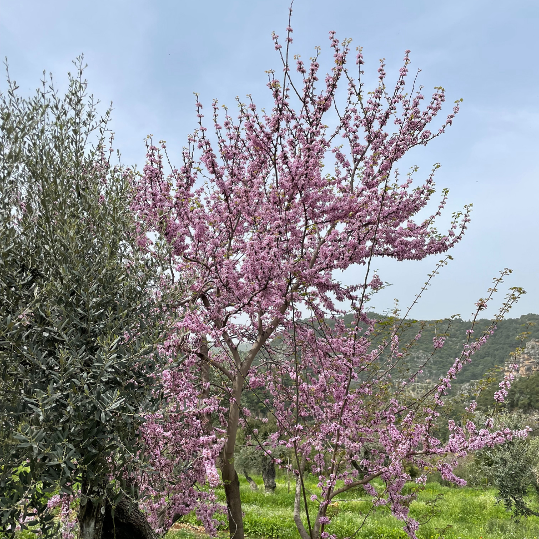 Sweet Almond Oil Organic