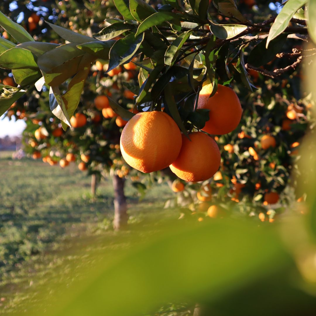 Sweet Orange Organic