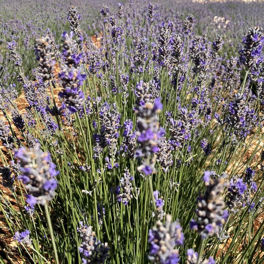 True Lavender