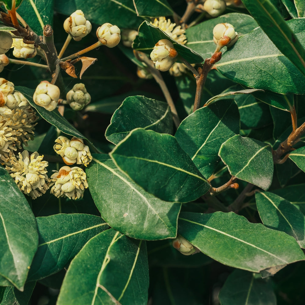 Greek Bay Laurel Essential Oil