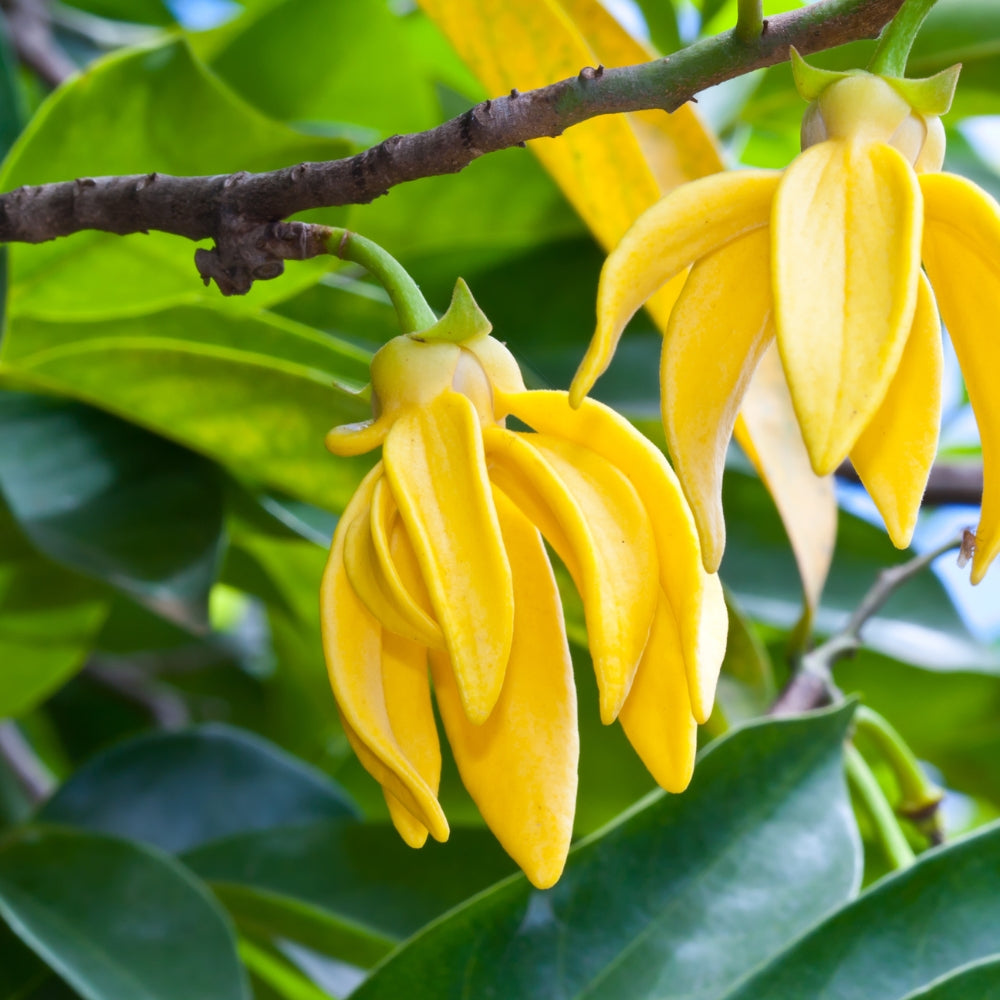 Ylang Ylang Complete Organic